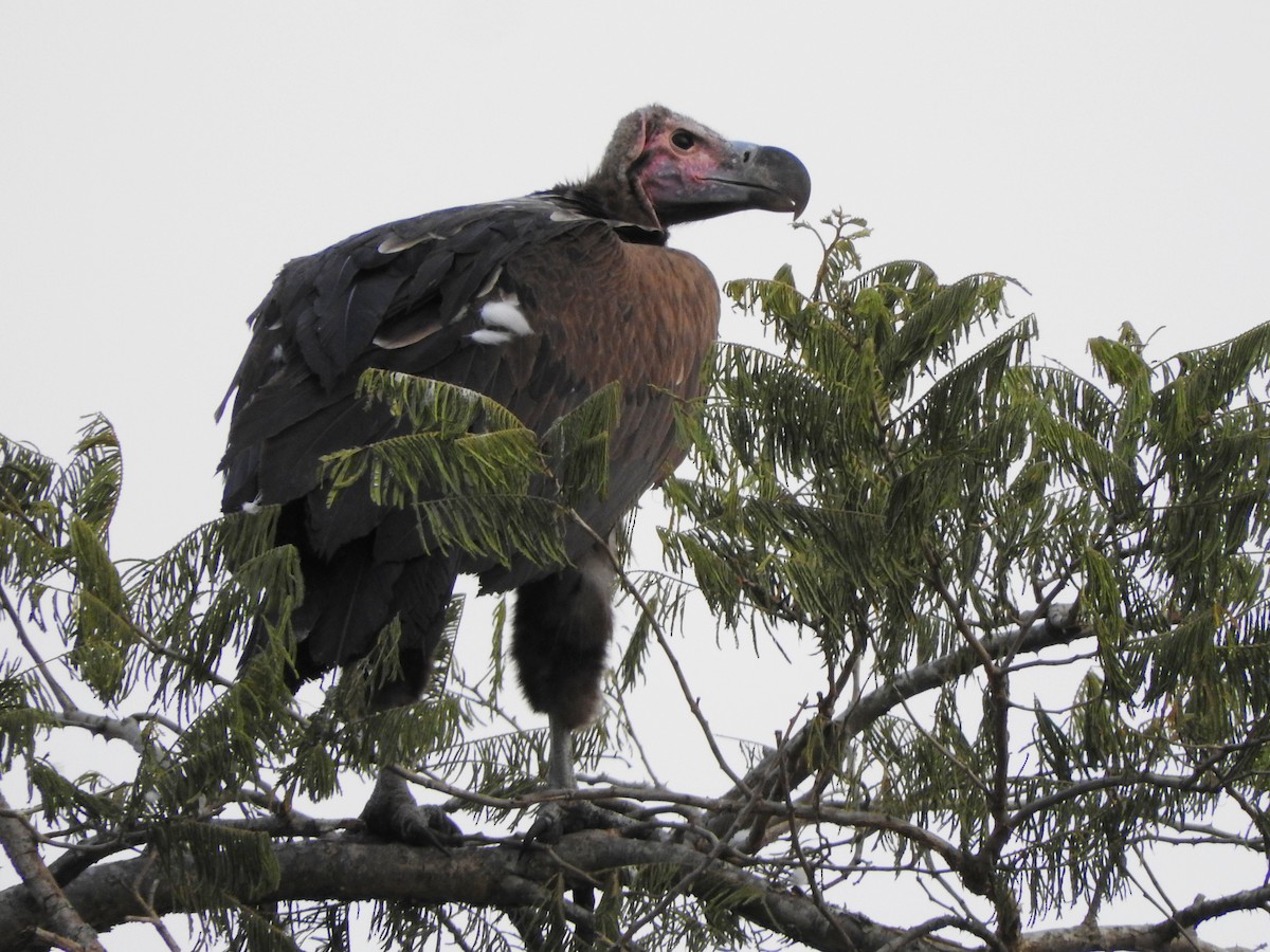 sup ušatý - ML644186351