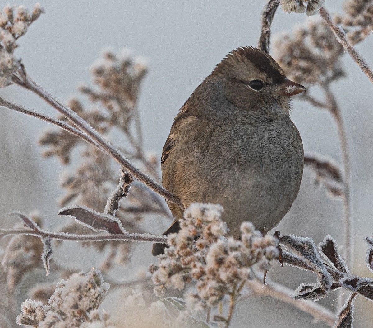 White-crowned Sparrow - ML644186353