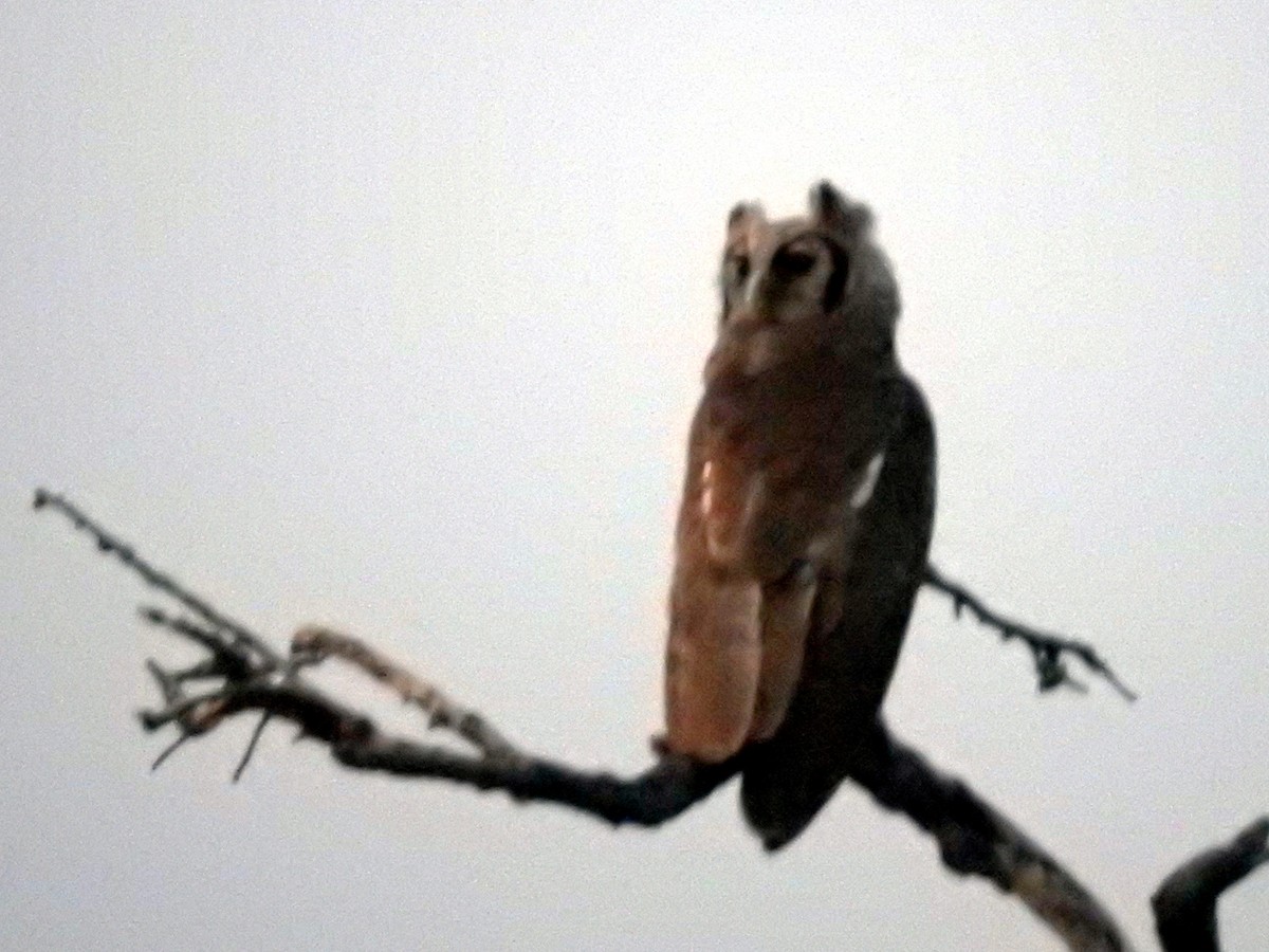 Verreaux's Eagle-Owl - ML644186361