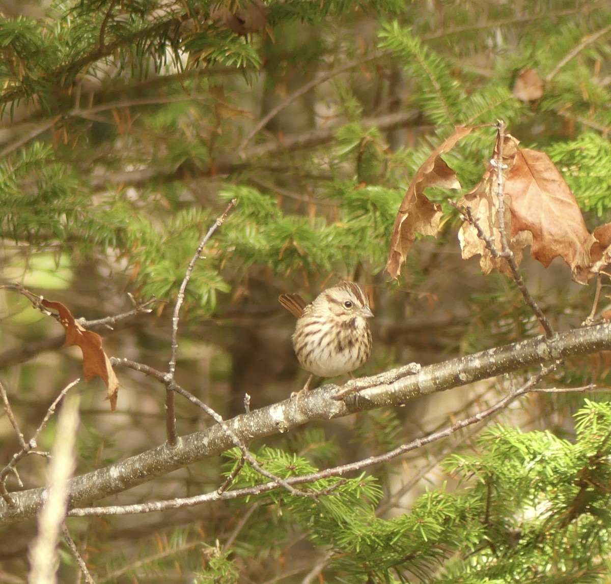 Song Sparrow - ML644186362
