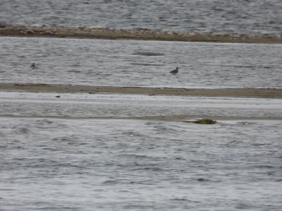 Lesser/Greater Yellowlegs - ML644186366