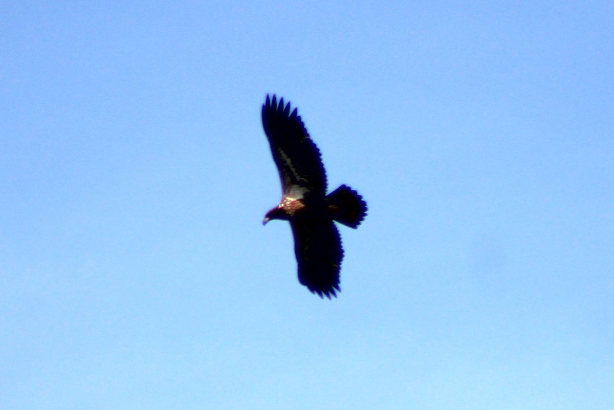 Bald Eagle - ML644186374