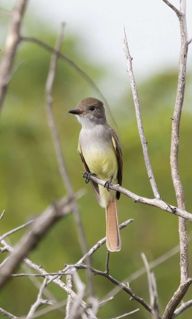 Nutting's/Salvadoran Flycatcher - ML644186391