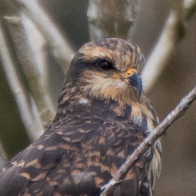Snail Kite - ML644186401