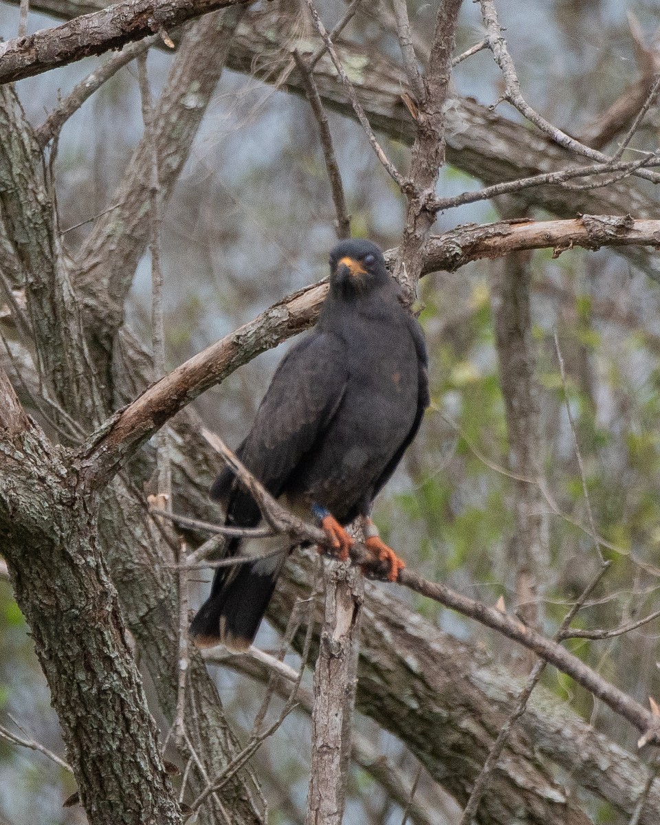 Snail Kite - ML644186403