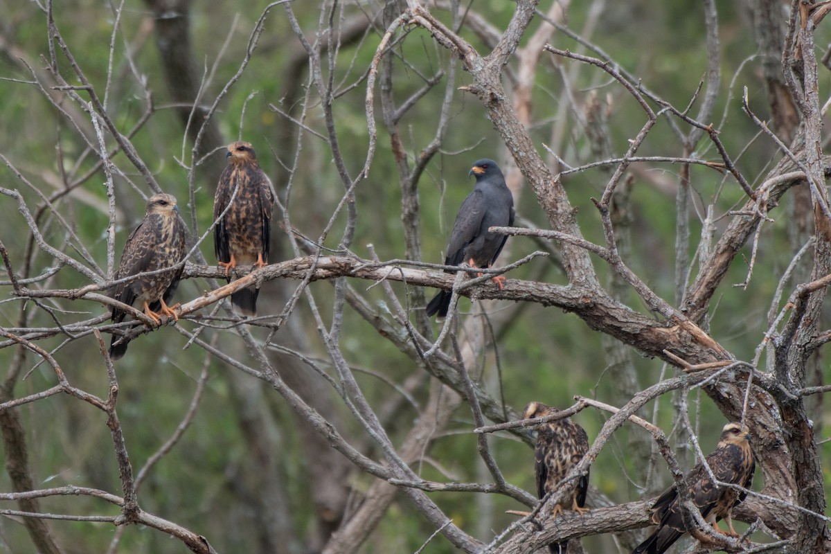 Snail Kite - ML644186405