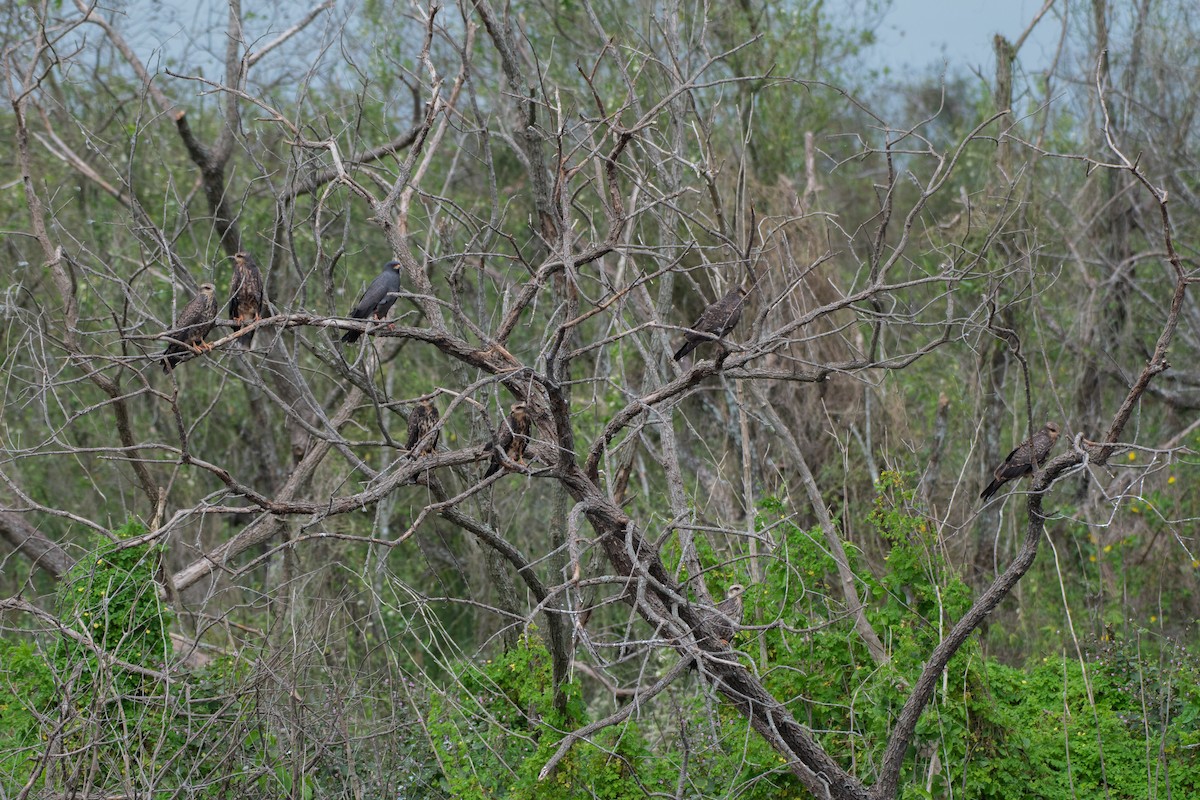 Snail Kite - ML644186406