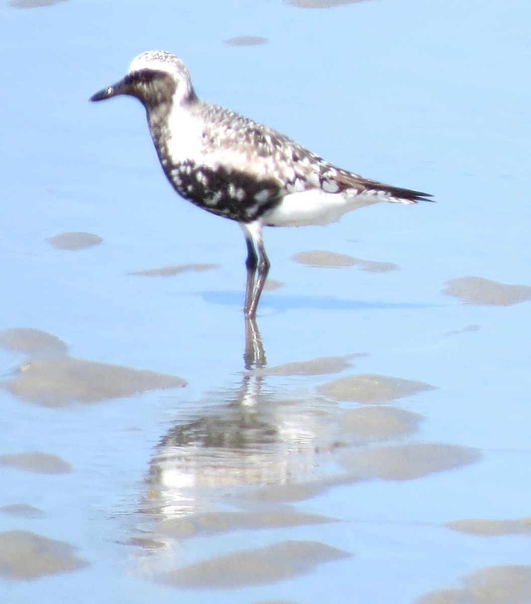 Black-bellied Plover - ML644186409