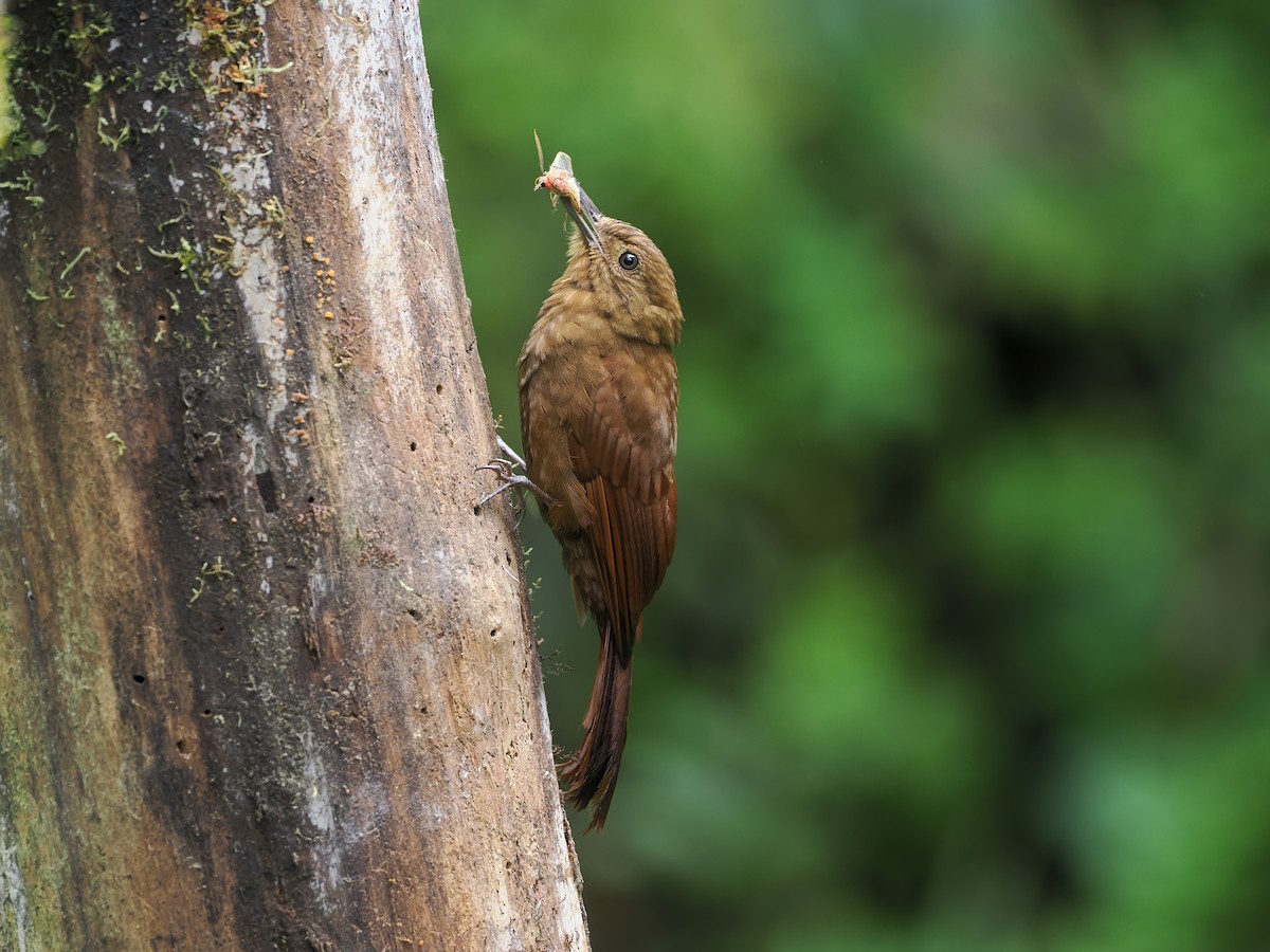 Tyrannine Woodcreeper - ML644186419