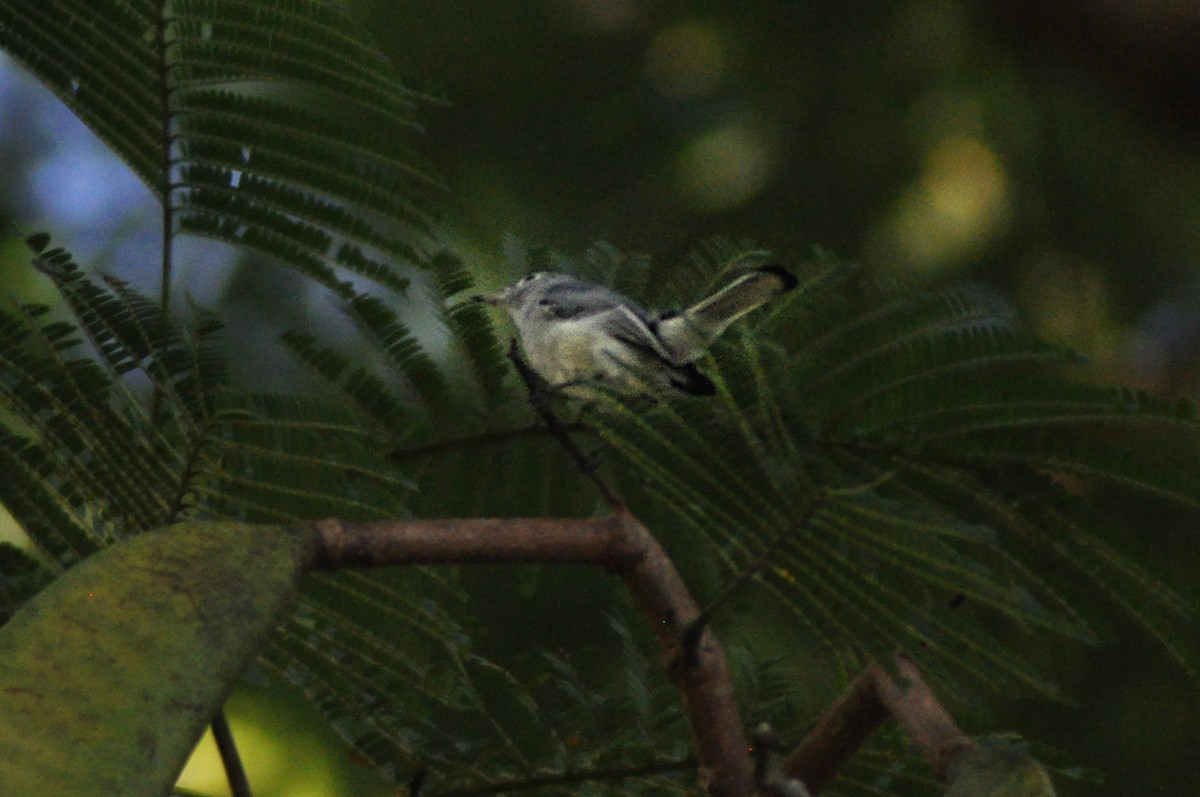 Blue-gray Gnatcatcher - ML644186422