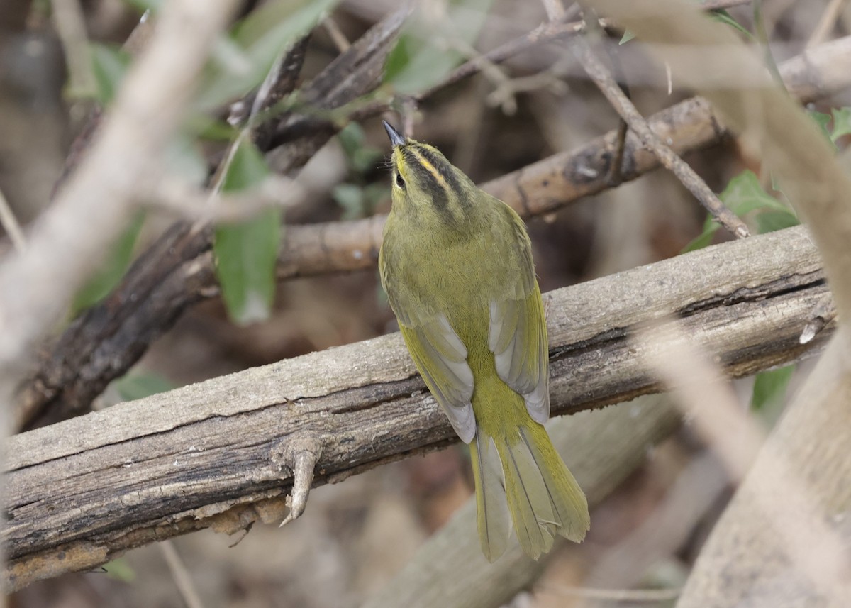 Двухполосый певун - ML644186426