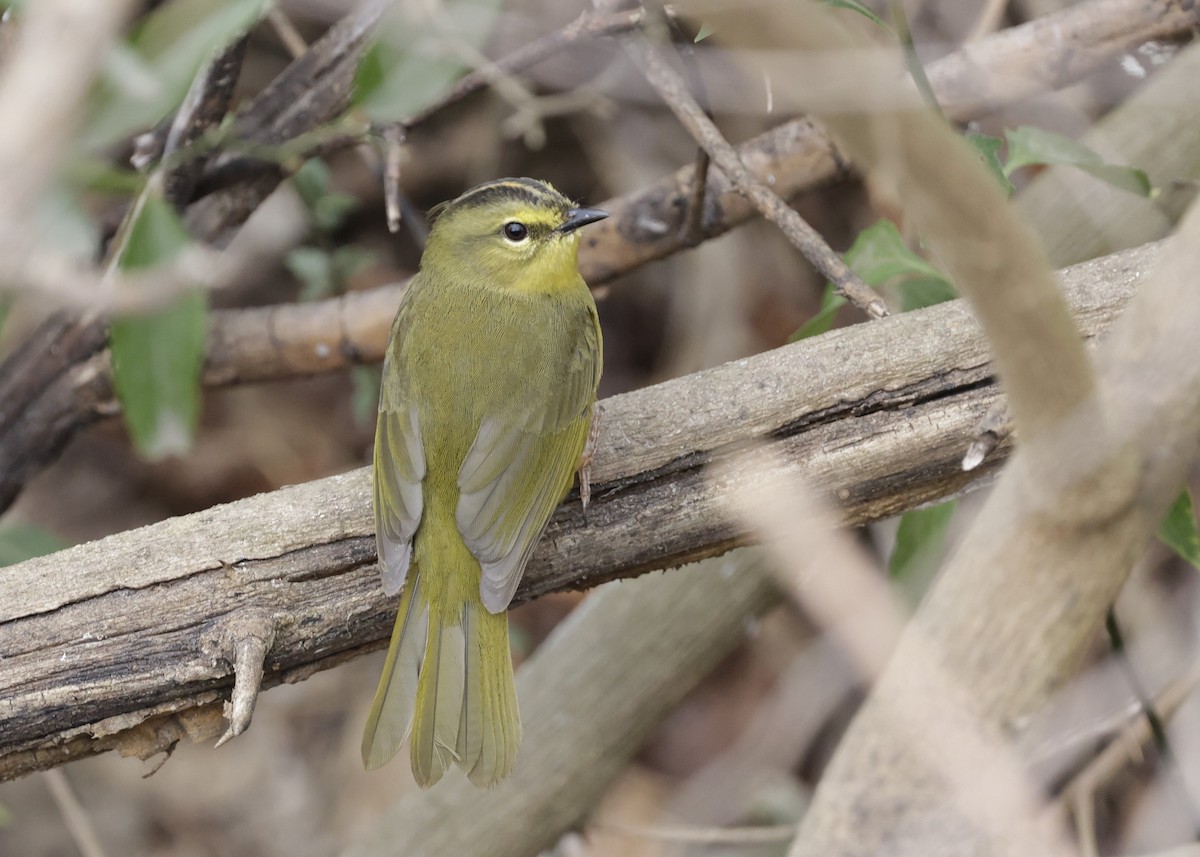 Двухполосый певун - ML644186427