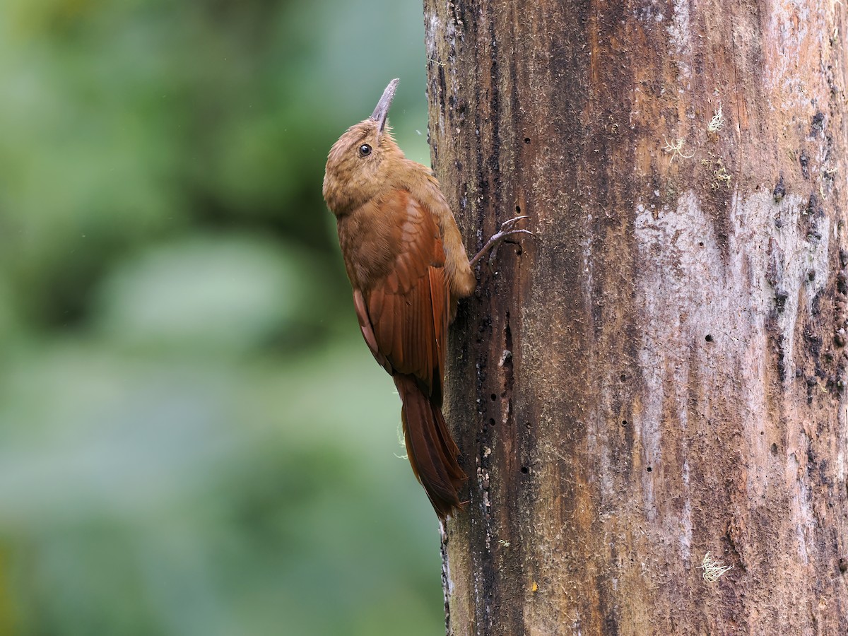 Tyrannine Woodcreeper - ML644186429