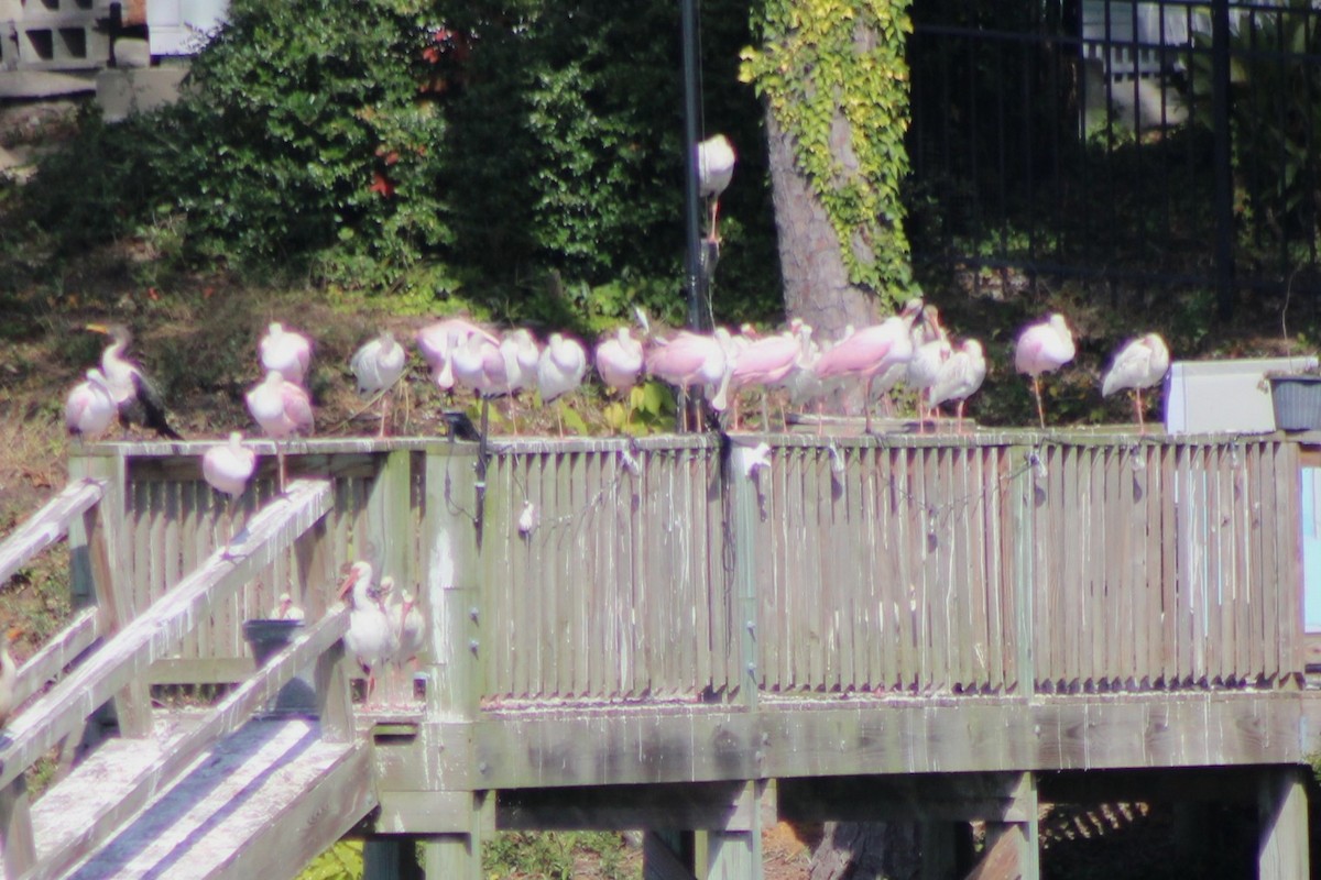 Roseate Spoonbill - ML644186438