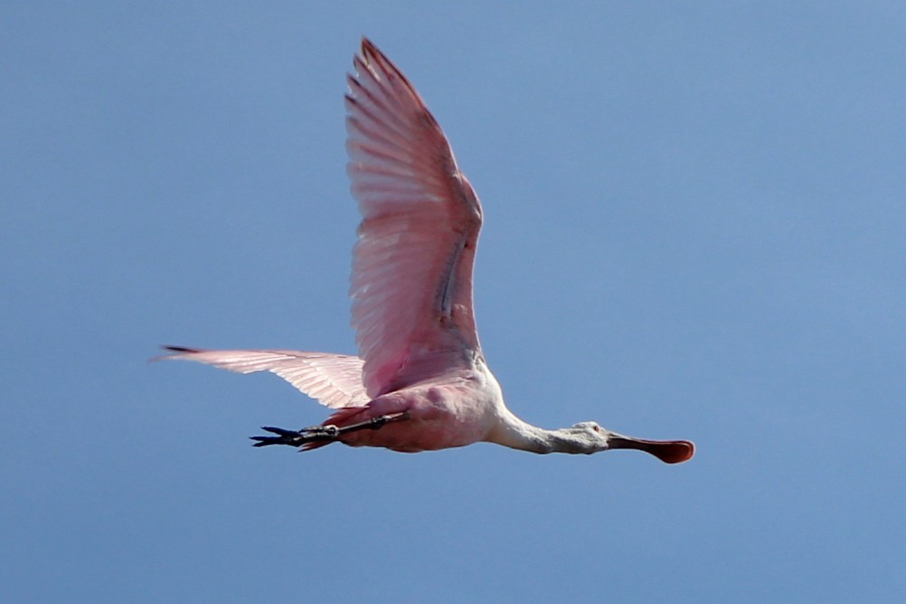 Roseate Spoonbill - ML644186453
