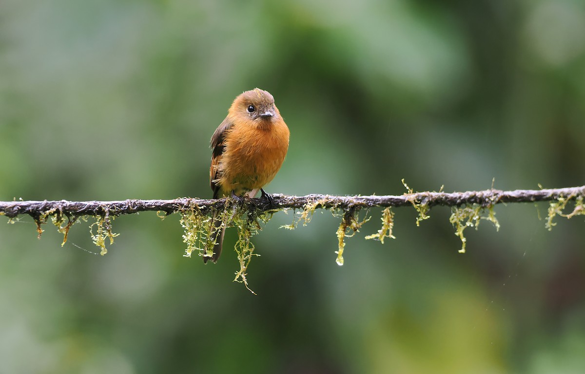Cinnamon Flycatcher (Andean) - ML644186473