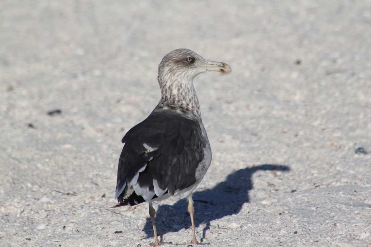 Lesser Black-backed Gull - ML644186474
