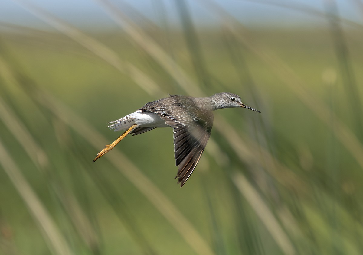 Lesser Yellowlegs - ML644186480