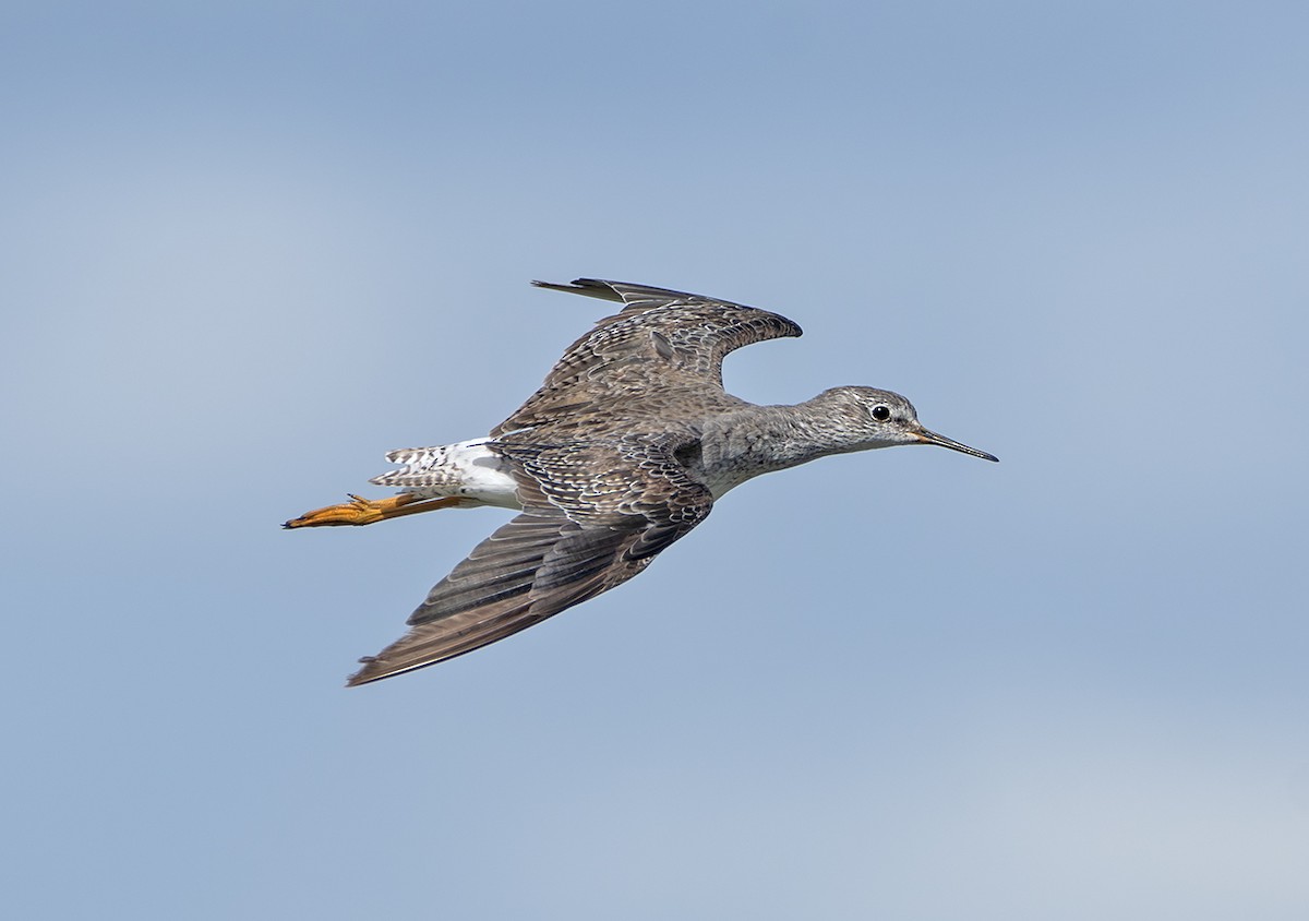 Lesser Yellowlegs - ML644186481