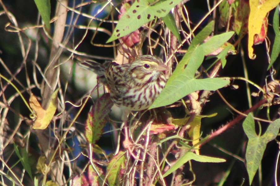 Savannah Sparrow - ML644186482