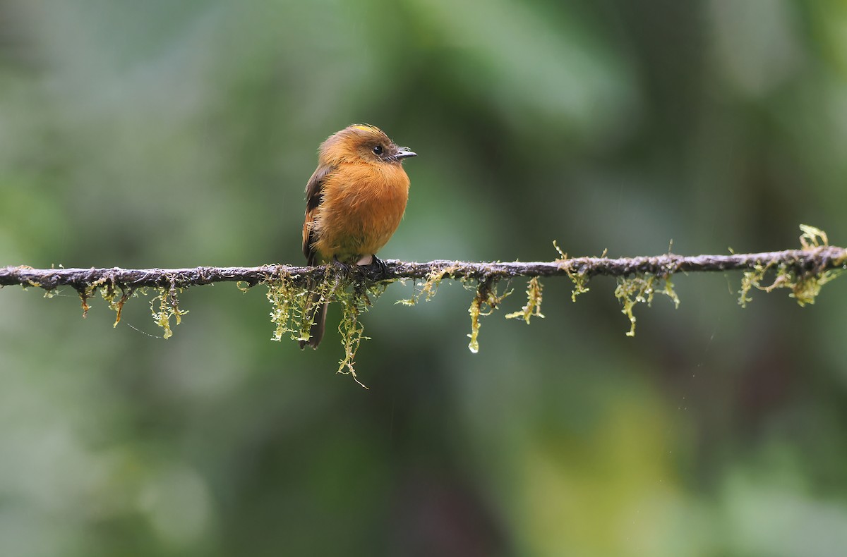 Cinnamon Flycatcher (Andean) - ML644186483