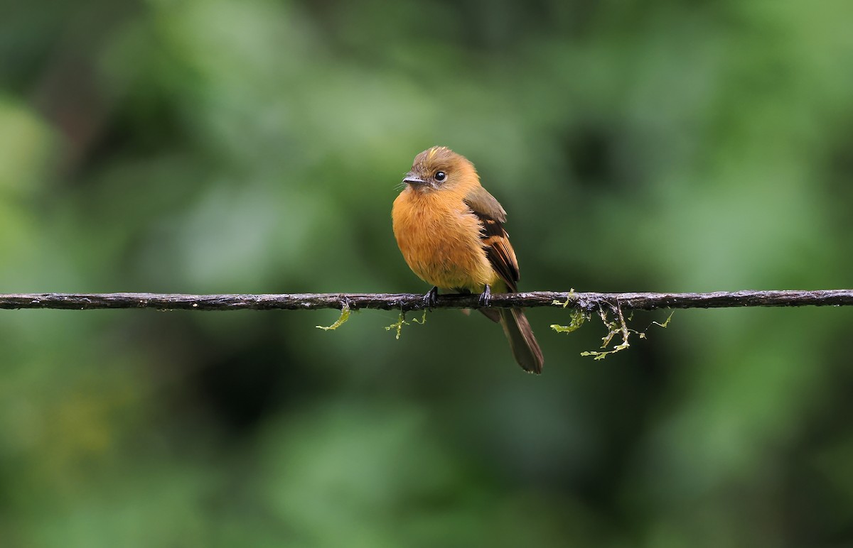 Cinnamon Flycatcher (Andean) - ML644186491