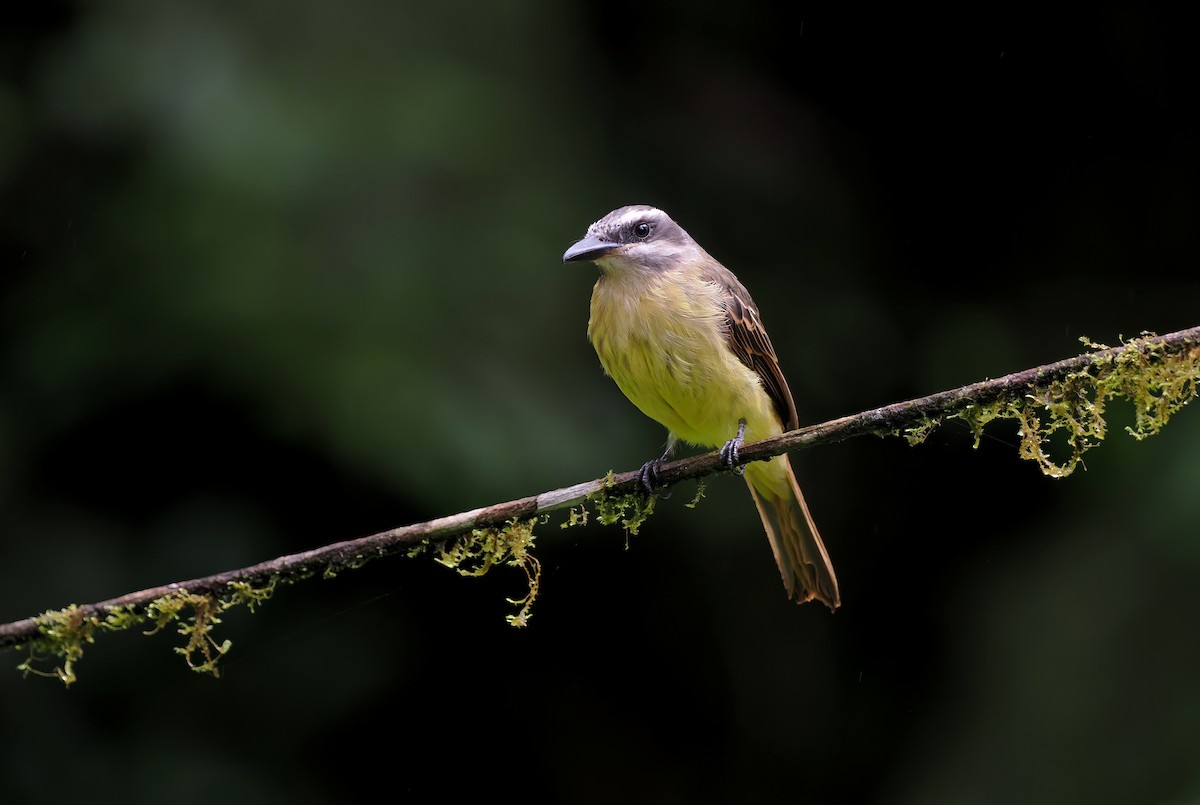 Tyran à ventre d'or - ML644186506