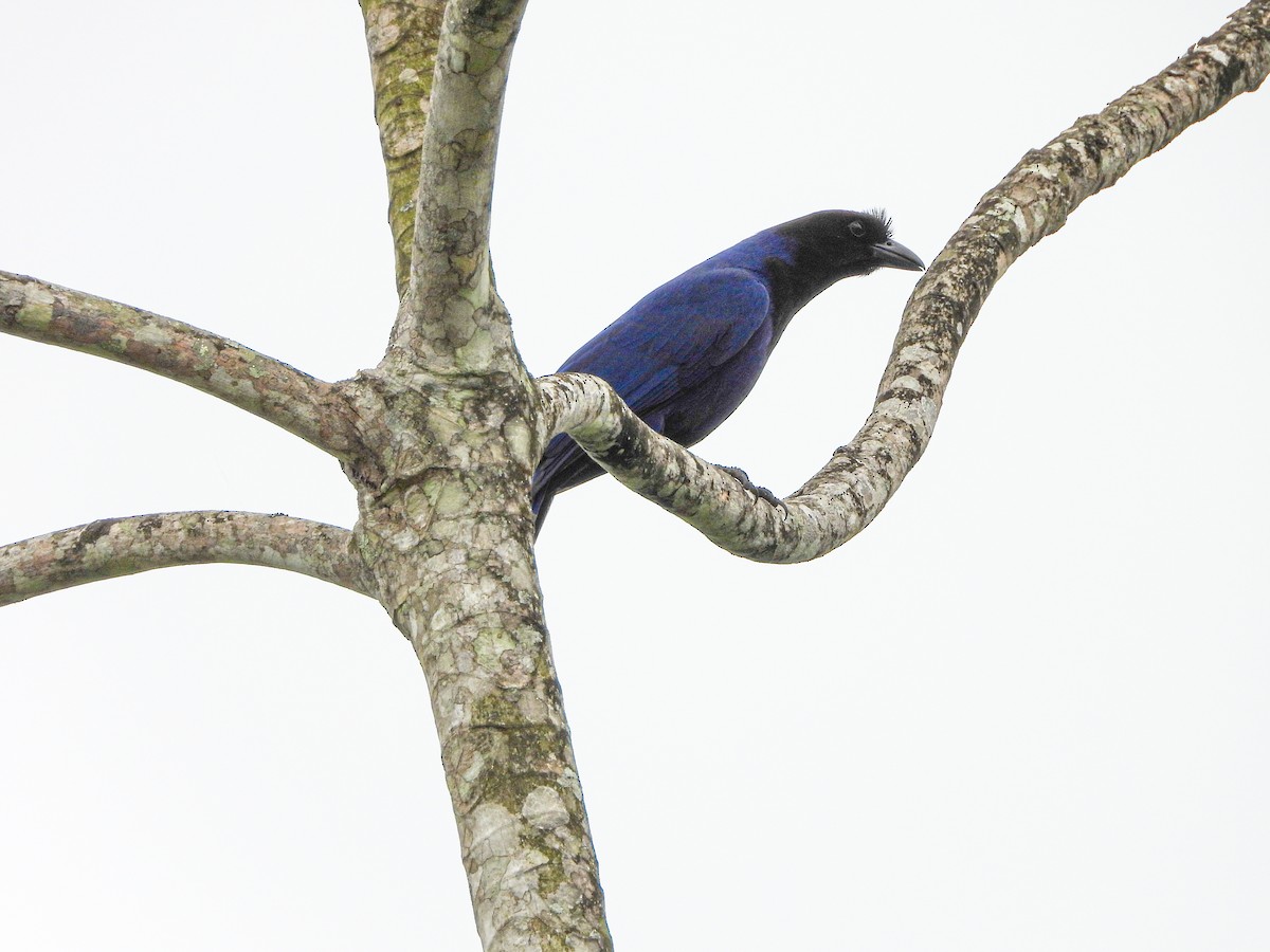 Chara Cerúlea - ML644186512