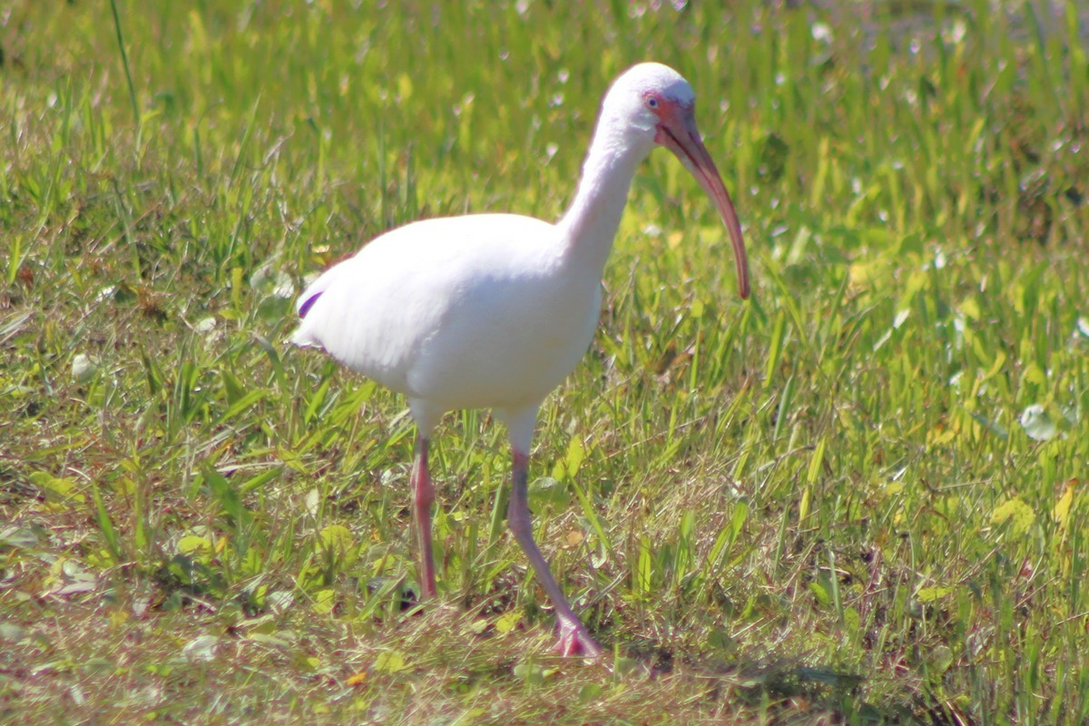 White Ibis - ML644186513