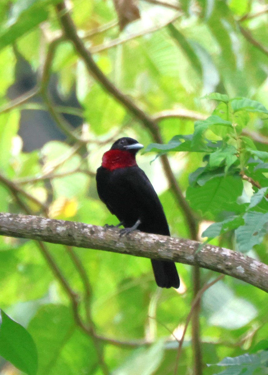 Purple-throated Fruitcrow - ML644186516