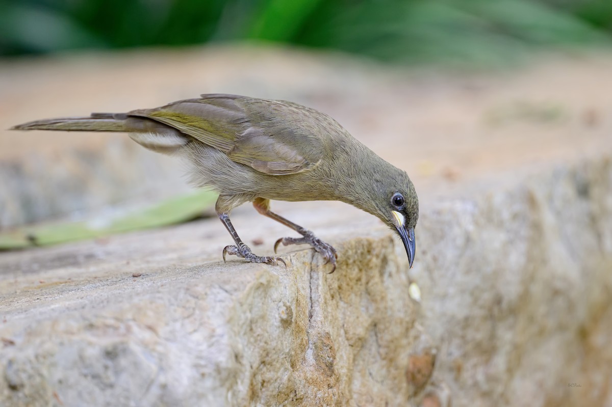 クチシロミツスイ - ML644186537