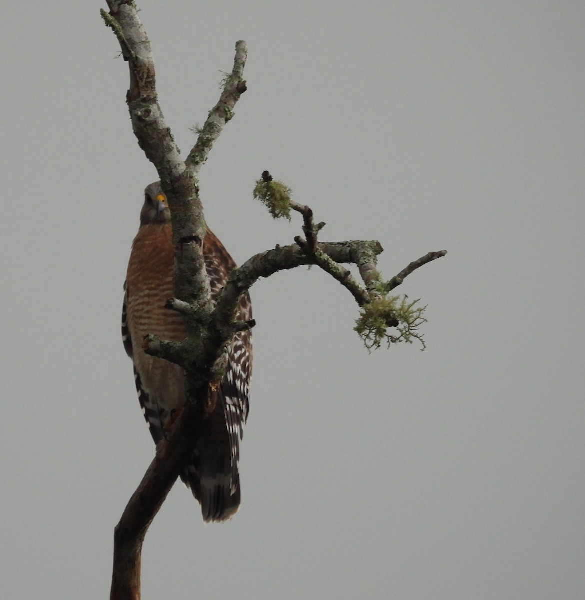 Red-shouldered Hawk - ML644186541