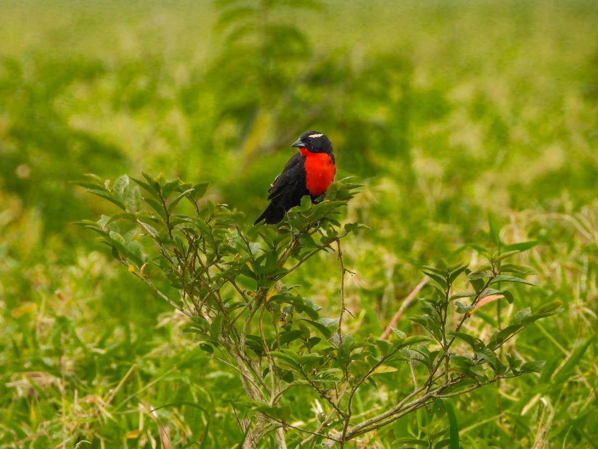 White-browed Meadowlark - ML644186561