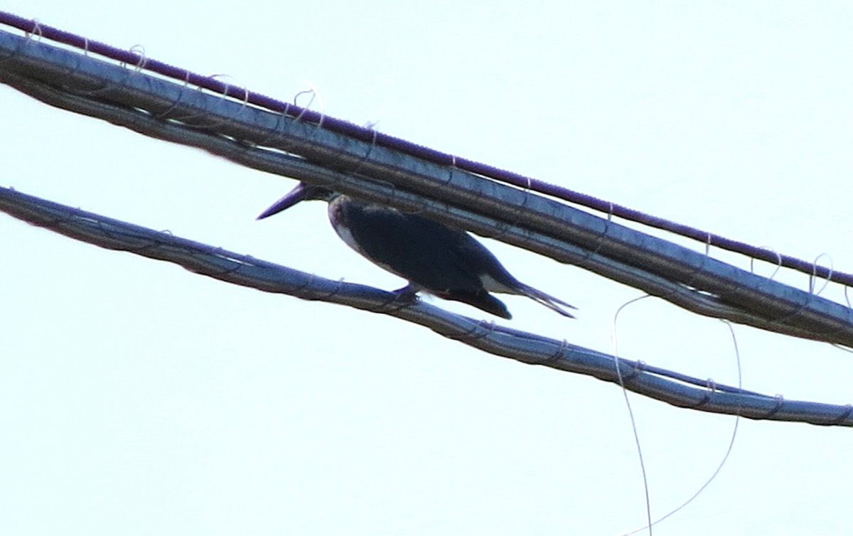 Belted Kingfisher - ML644186562