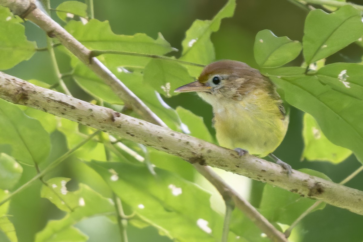 Golden-fronted Greenlet - ML644186580