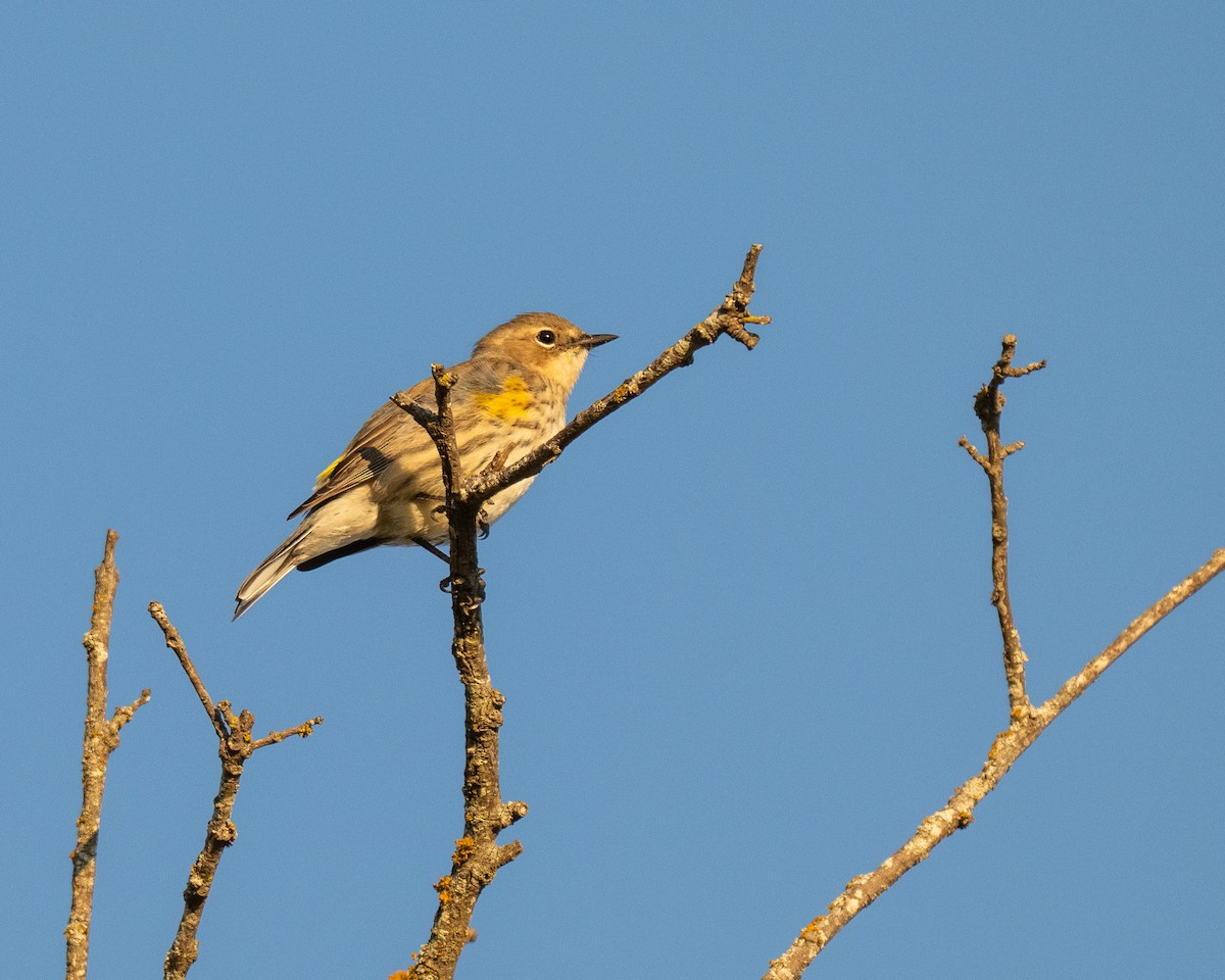 Yellow-rumped Warbler - ML644186582