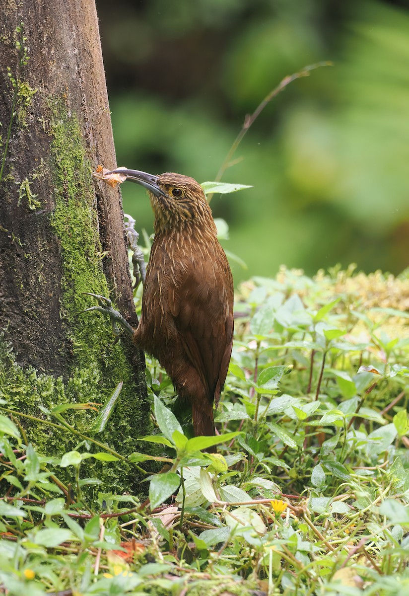 Strong-billed Woodcreeper (Andean/Northern) - ML644186584