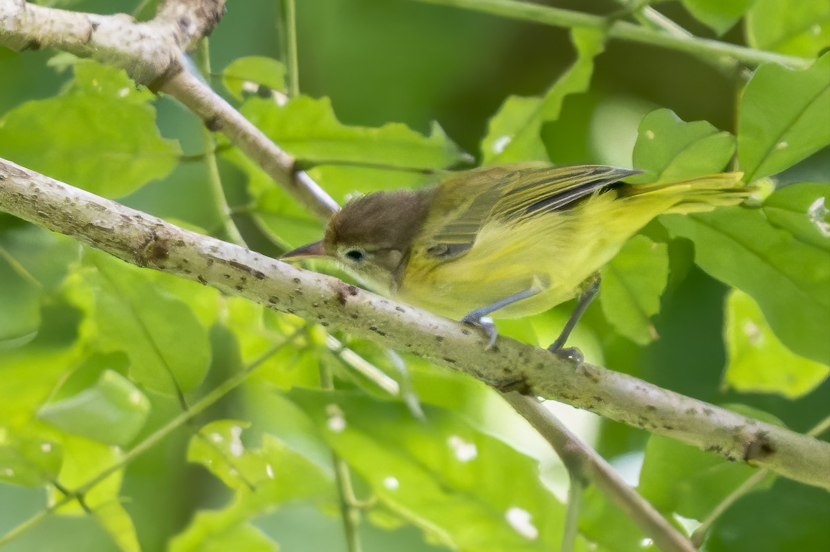Golden-fronted Greenlet - ML644186588