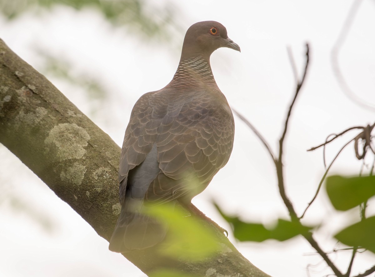 アカメバト - ML644186591