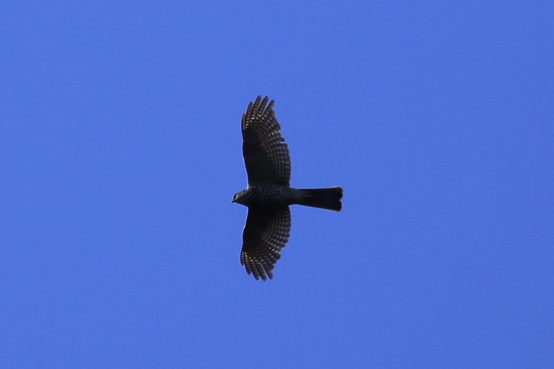 Épervier à collier roux - ML644186594