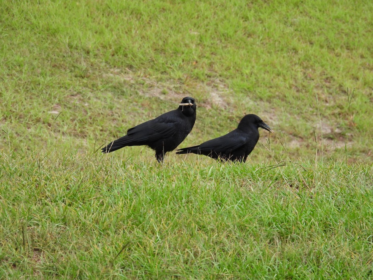 American Crow - ML644186598