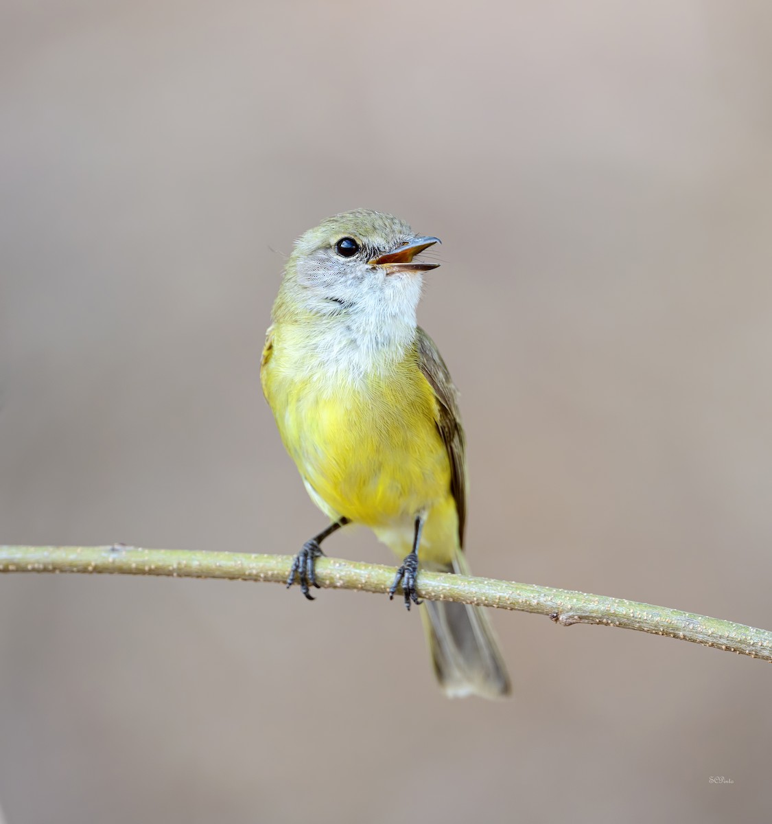 Limon Karınlı Sinekbülbülü - ML644186638