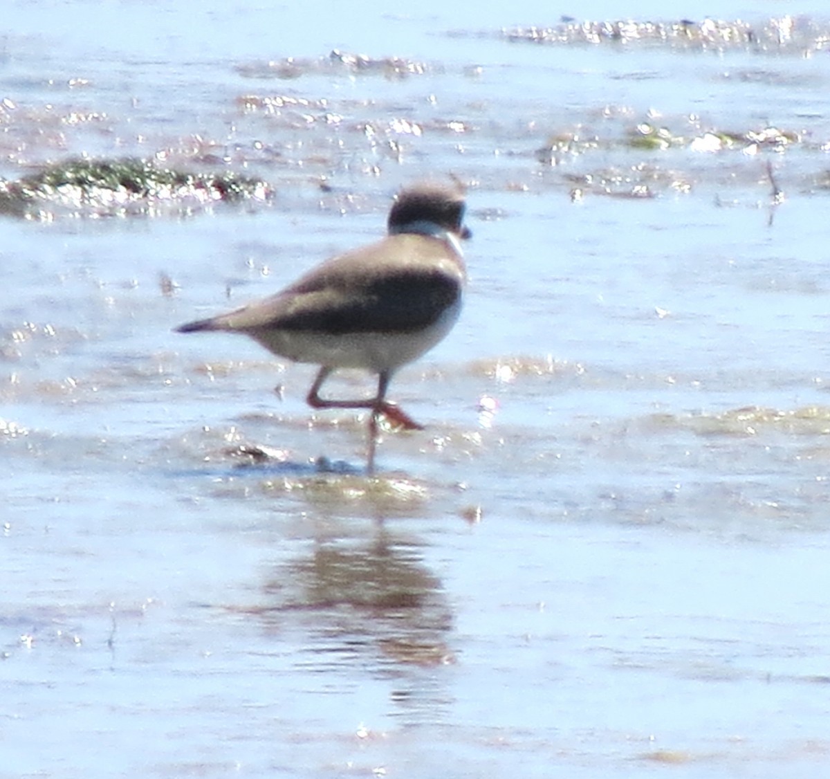 Semipalmated Plover - ML644186658