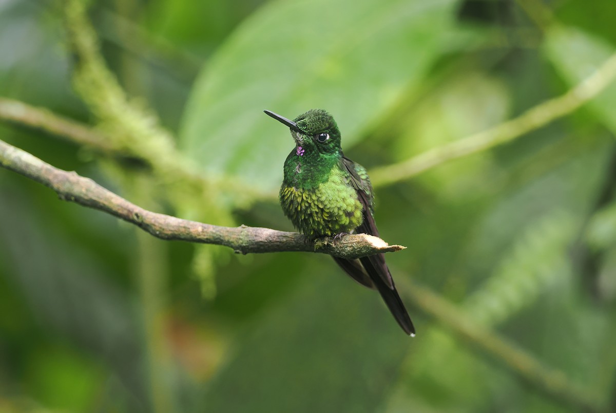 İmparator Pırıltı - ML644186668