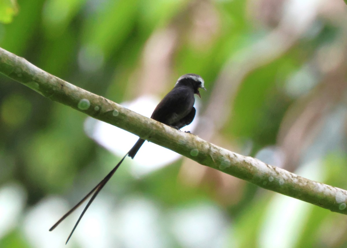 Moucherolle à longs brins - ML644186713