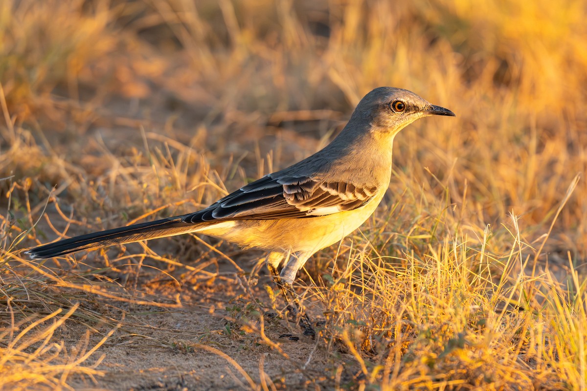 Northern Mockingbird - ML644186717