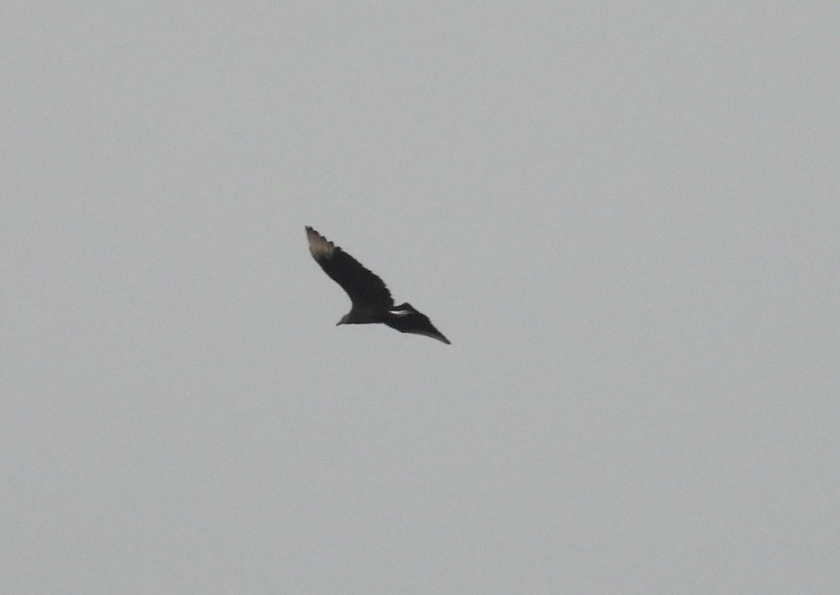 Black Vulture - ML644186719