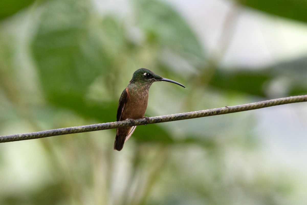 Fawn-breasted Brilliant - ML644186725