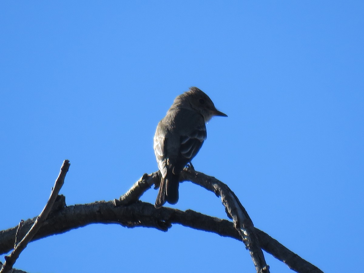 Western Wood-Pewee - ML644186744