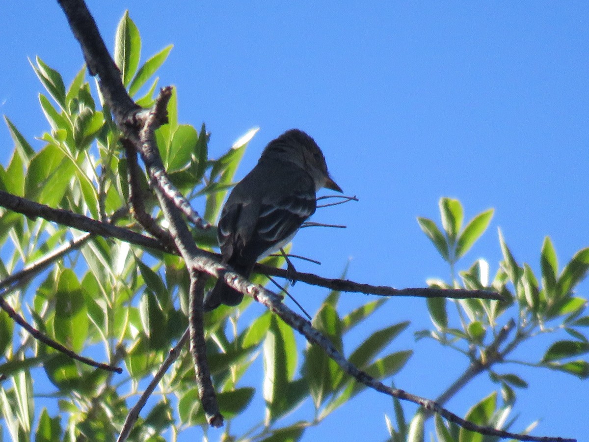 Western Wood-Pewee - ML644186745